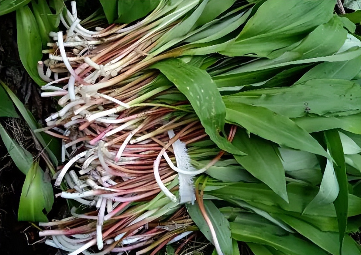 山韭,藏在深山里面的极品野菜