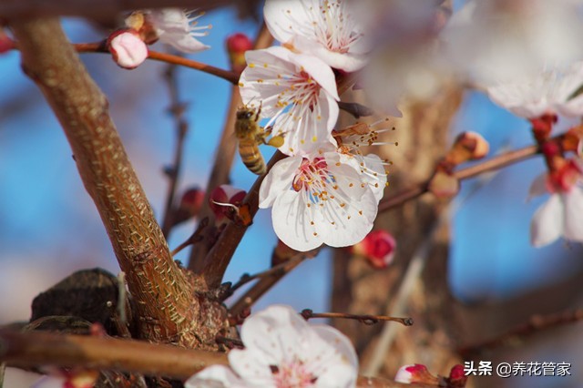 杏花落指的是什么（对杏花的简介与样貌介绍）