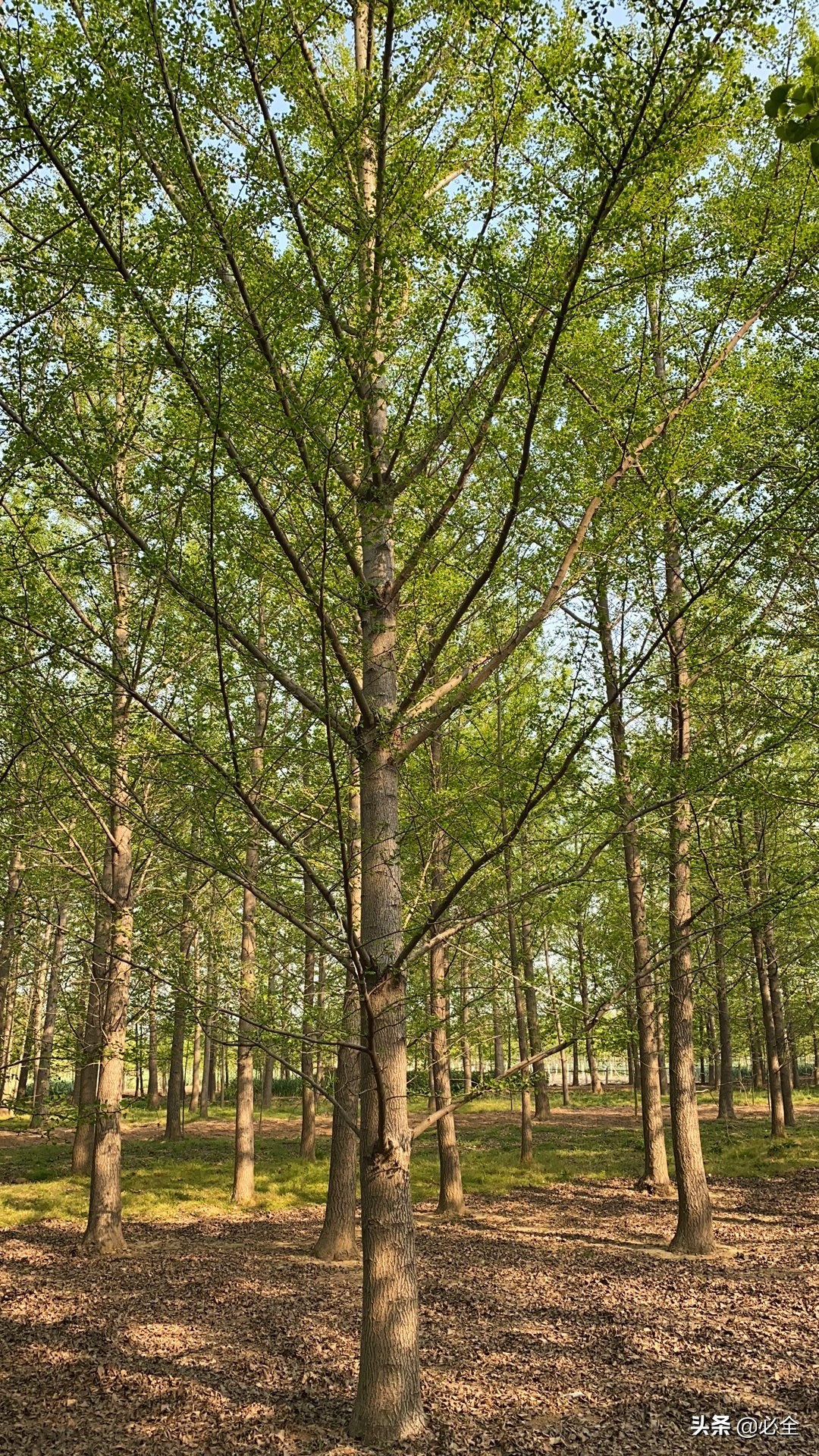 200种树木名称「树木类」