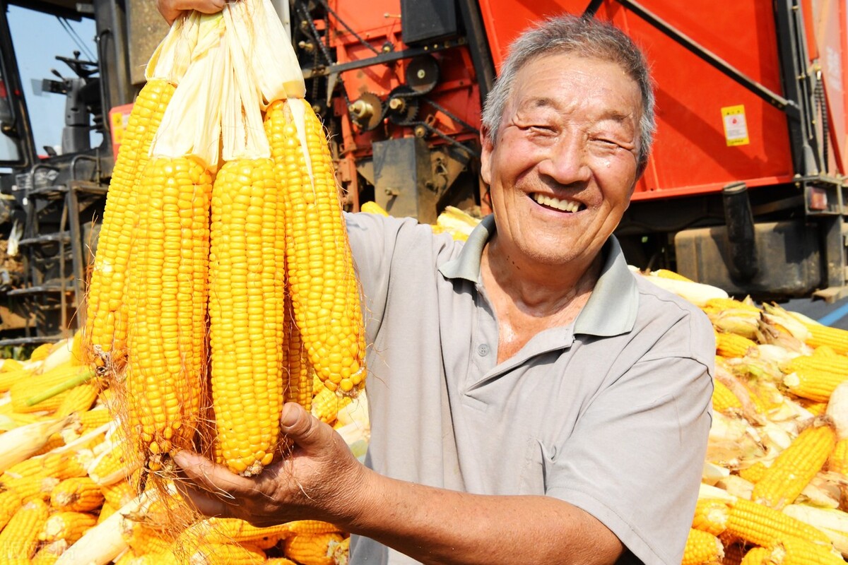 玉米价格开始落价，10~11月份玉米行情走势分析