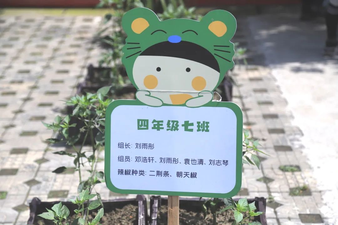 春时耕种夏时耘｜南湖小学开展“春时耕种夏时耘”劳动实践活动
