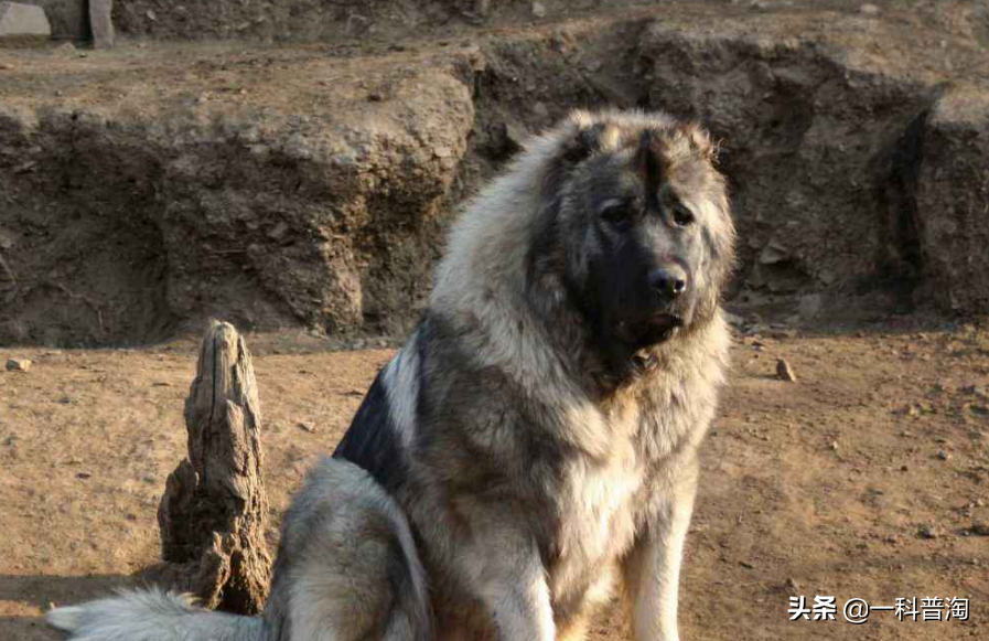 世界上最凶猛的十大恶犬，日本土佐上榜，藏獒只能屈居第二