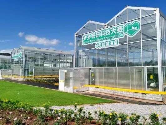 「AI番茄」背后，科技农人的新图谱