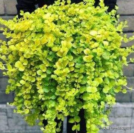 6种漂亮的垂吊植物，摆在室内不占位置，清新好看养成“绿窗帘”