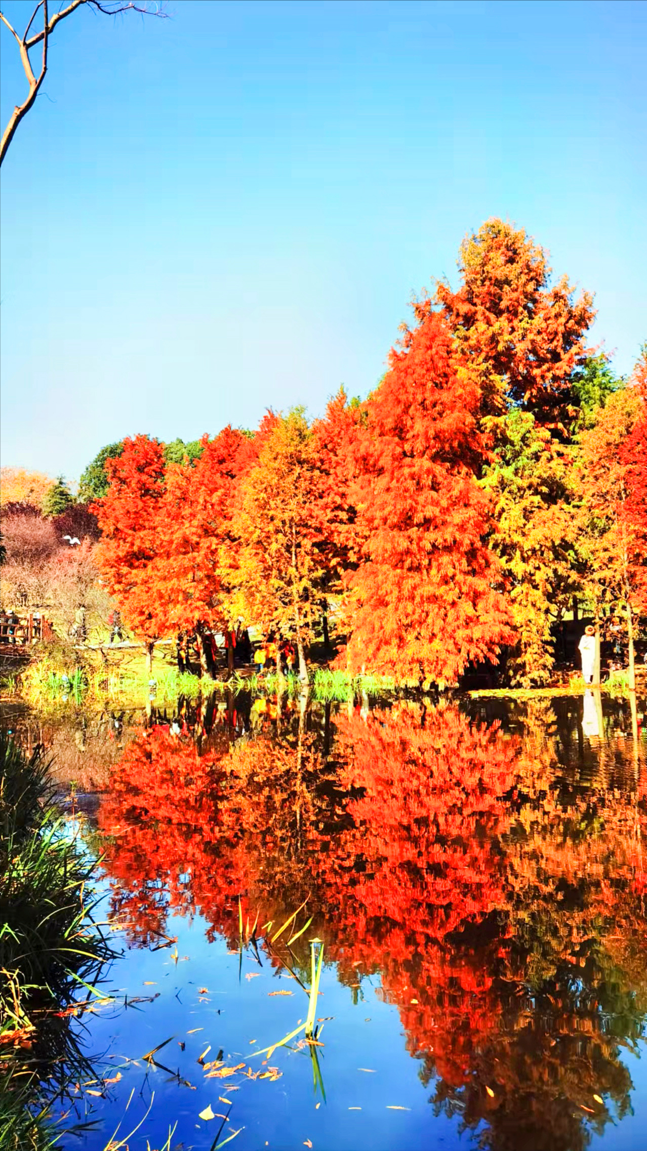 「摄影61随感」就那几根树木,却成冬天最美风景