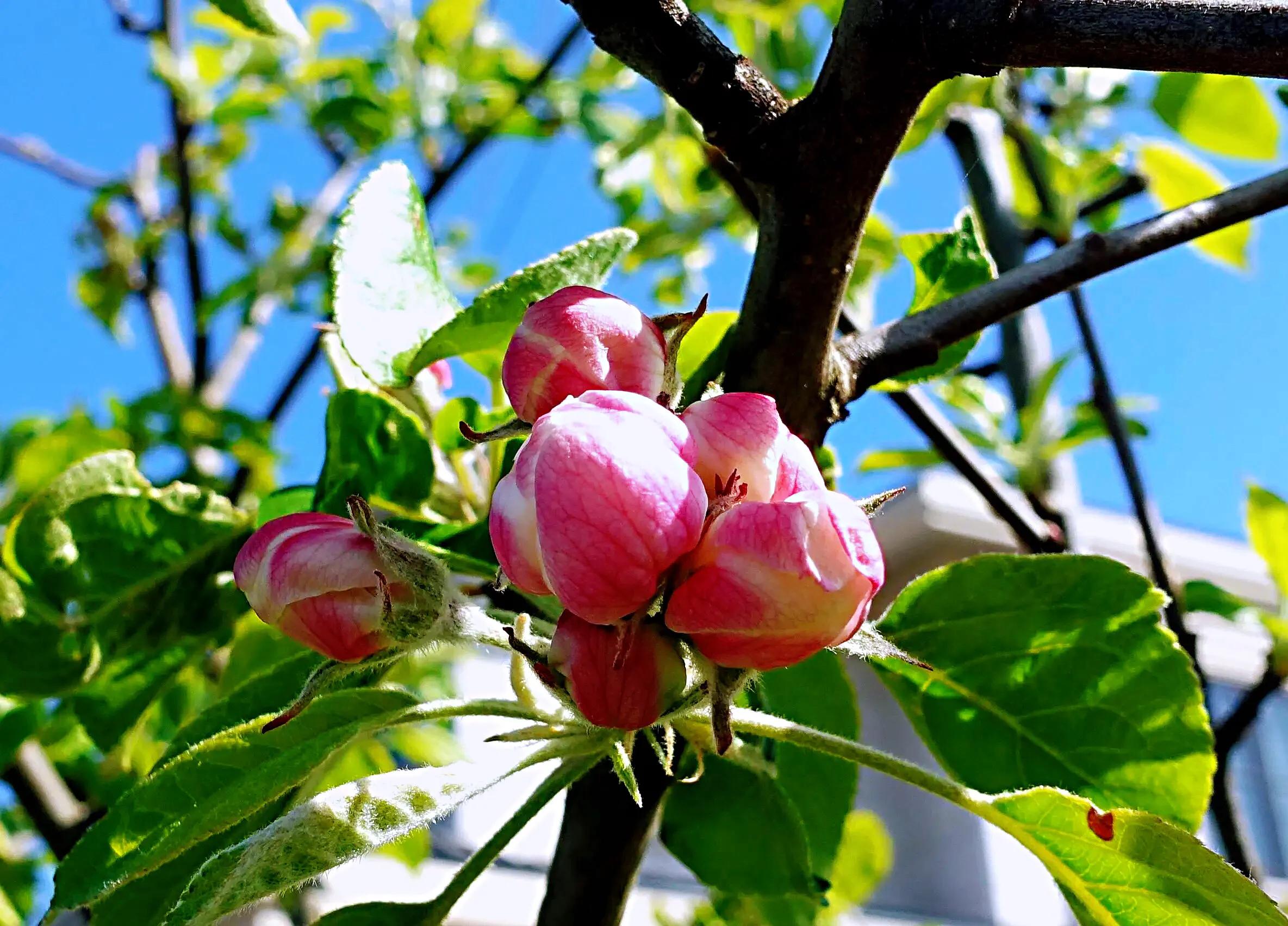 苹果花的样子图片(详解苹果花的外观特点与功效)-72情怀网