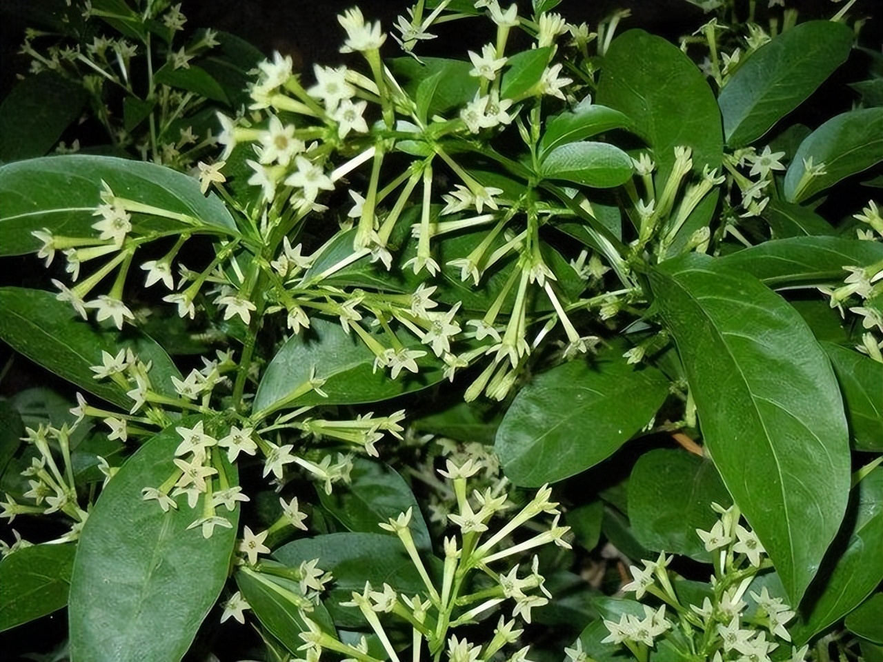 夜来香有毒吗 -春风号