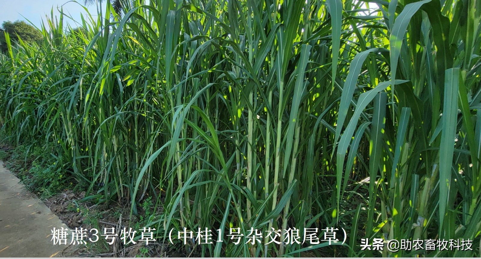 皇竹草、甜象草、糖蔗3号牧草亩产可超30吨，我国北方能种植吗？
