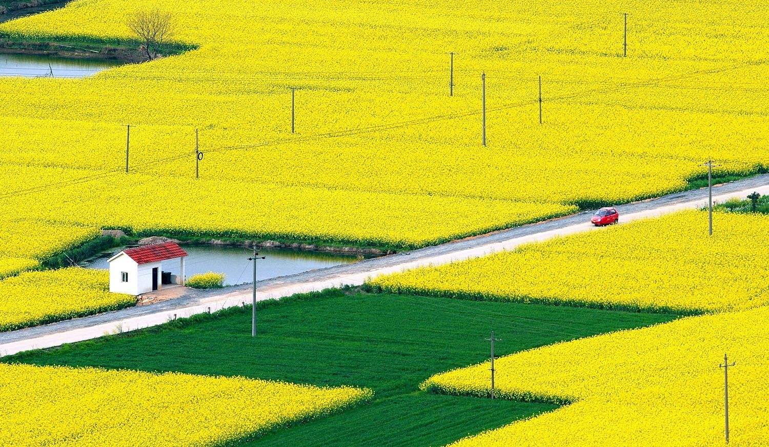 油菜花的习性（知识科普油菜花的生活习性）