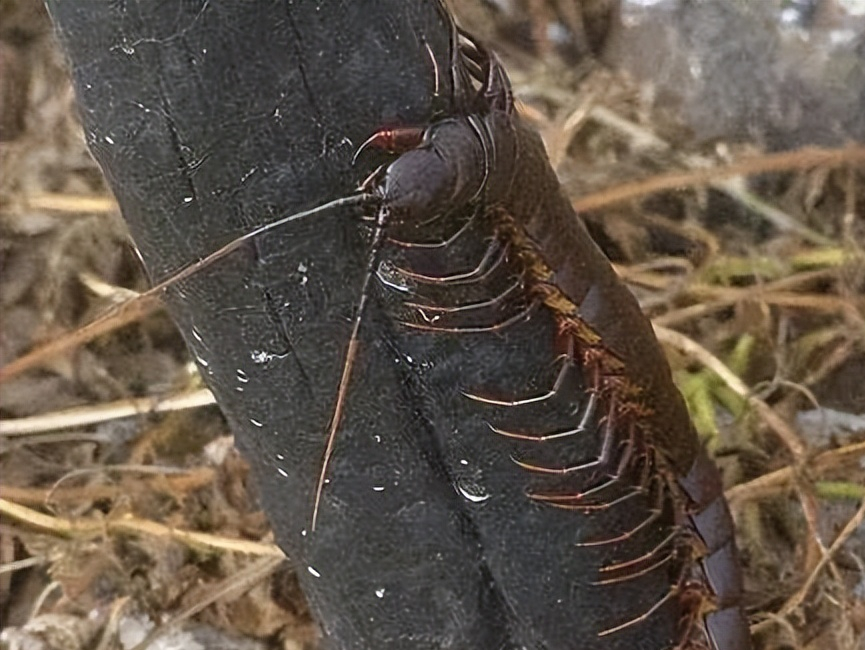 世界上最大的蜈蚣 世界十大毒蜈蚣-朝阳百科