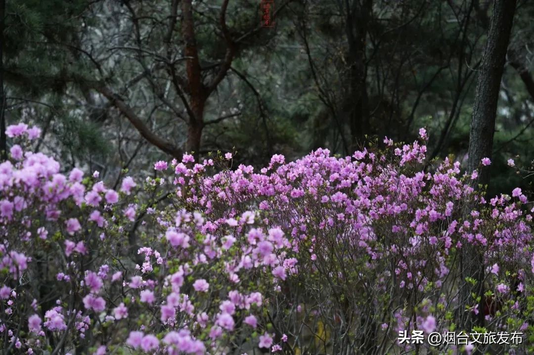 烟台旅游攻略必去景点（威海旅游攻略必去景点）-第17张图片-易算准