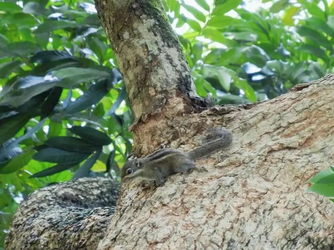 坐落于祖国最南端！这所高校承百年历史，风光秀美，实力强劲