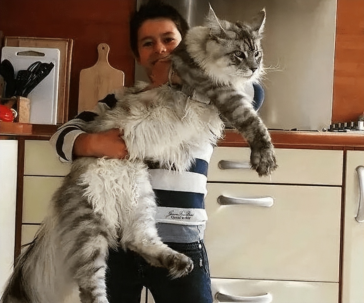 宠物猫的价格(6种 价格百科