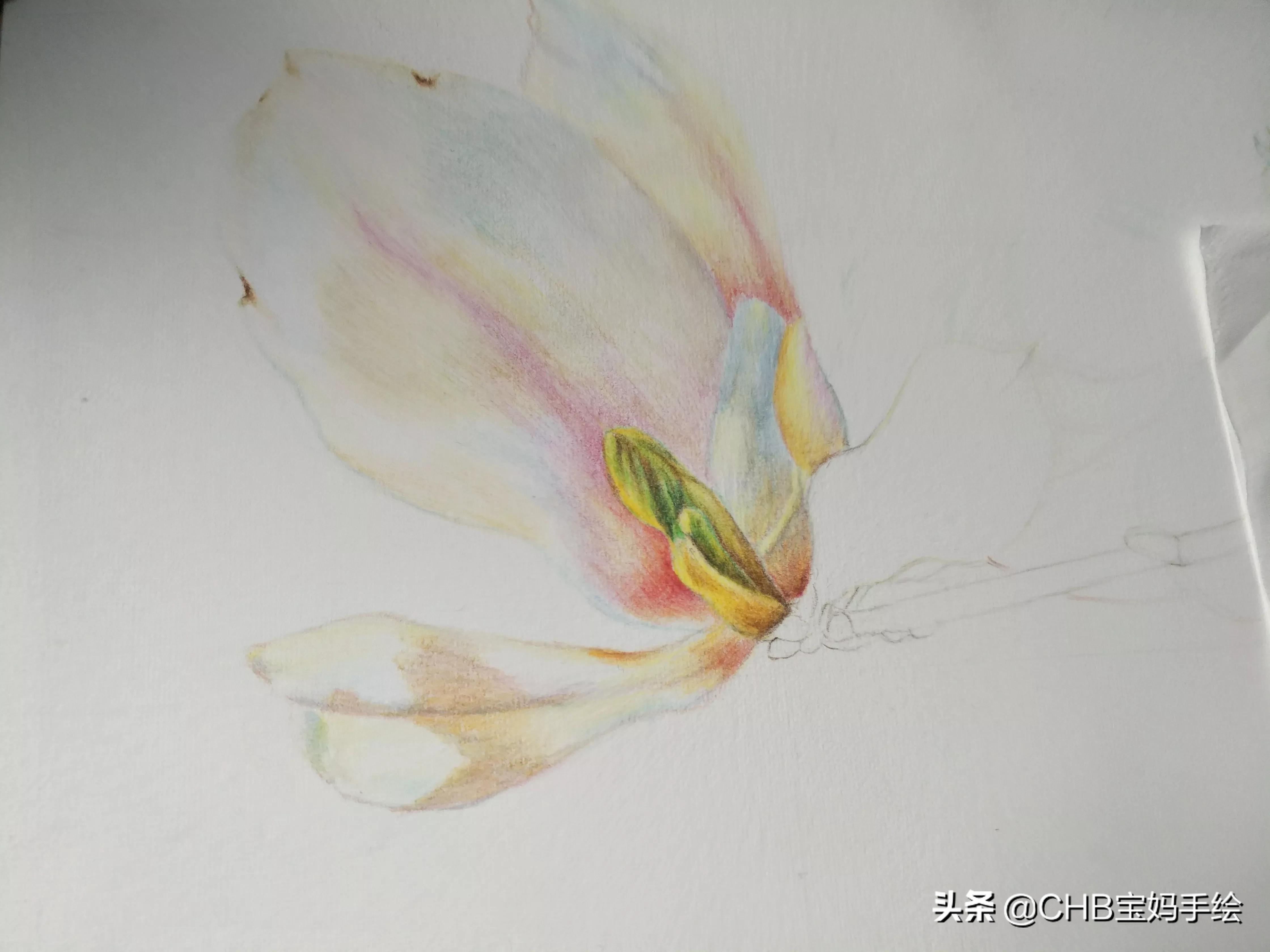 玉兰花的简笔画彩铅图片