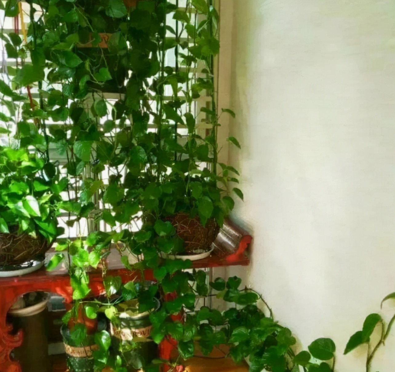 除甲醛排名前十植物（盘点3种被称作甲醛克星的常见绿植）