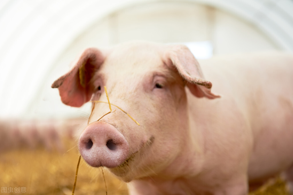 022年底猪价大涨，猪价行情有没有下跌的可能？"
