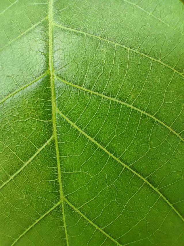 影像新“越级”真我Q5Pro相机测评