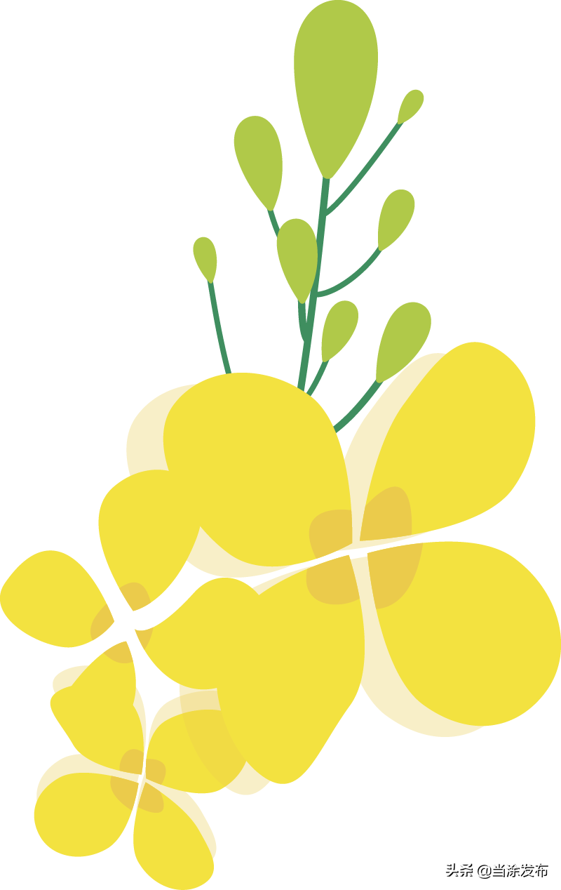 安徽当涂：大青山的枇杷熟了！