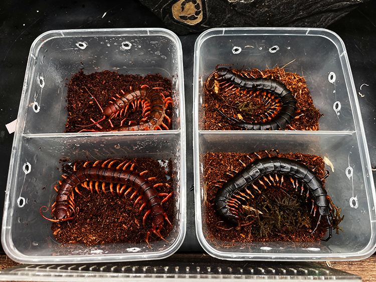 世界上最大的蜈蚣 世界第一大蜈蚣-有深度有内涵的一个小网站-文化号