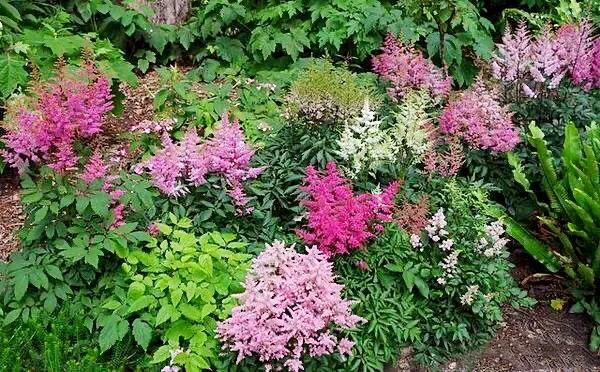 也有矮生品种;根据其用途可以分为:盆栽型品种:焦点,紫雨,视觉天堂等