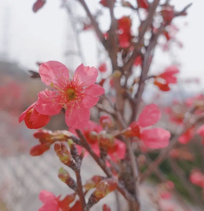 春日花序 | 惊蛰花开渐繁盛，雨过雀鸣万物生