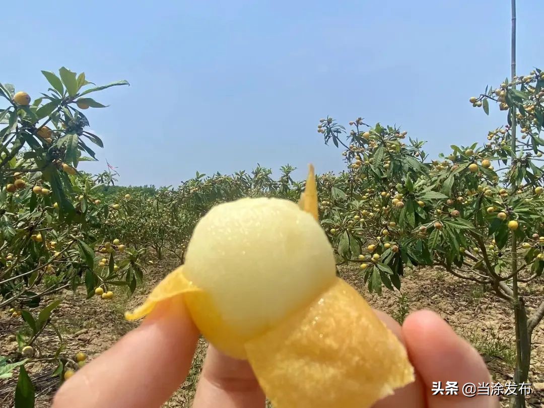 安徽当涂：大青山的枇杷熟了！