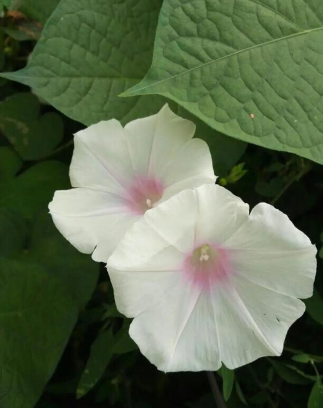 喇叭花花语(喇叭花的诗句)-第11张图片-尚力财经