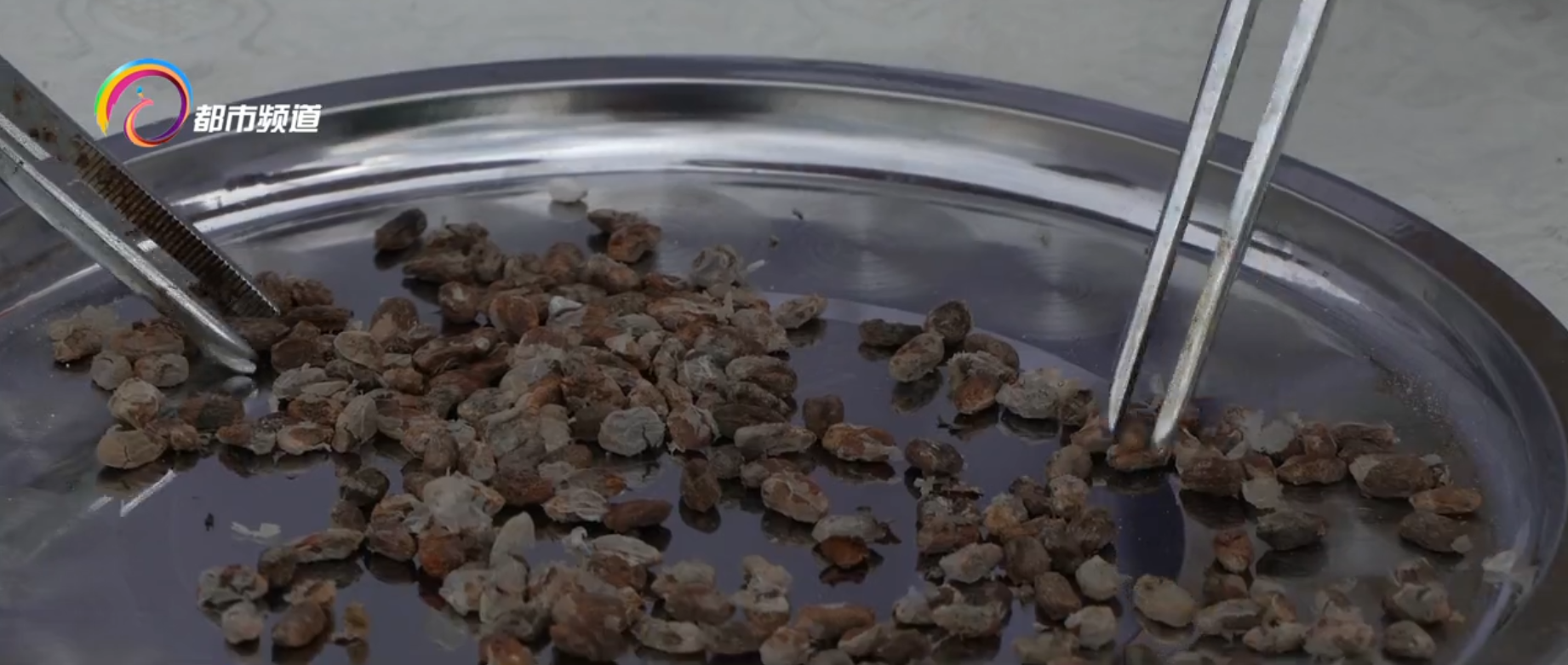 300粒太空魔芋种子在富源播种选育