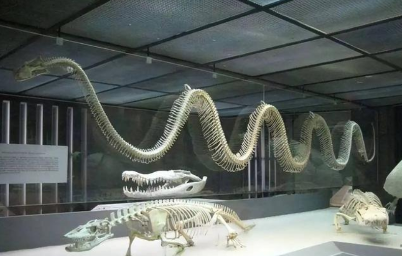巨蛇图片,中国最吓人的一条巨蛇图片