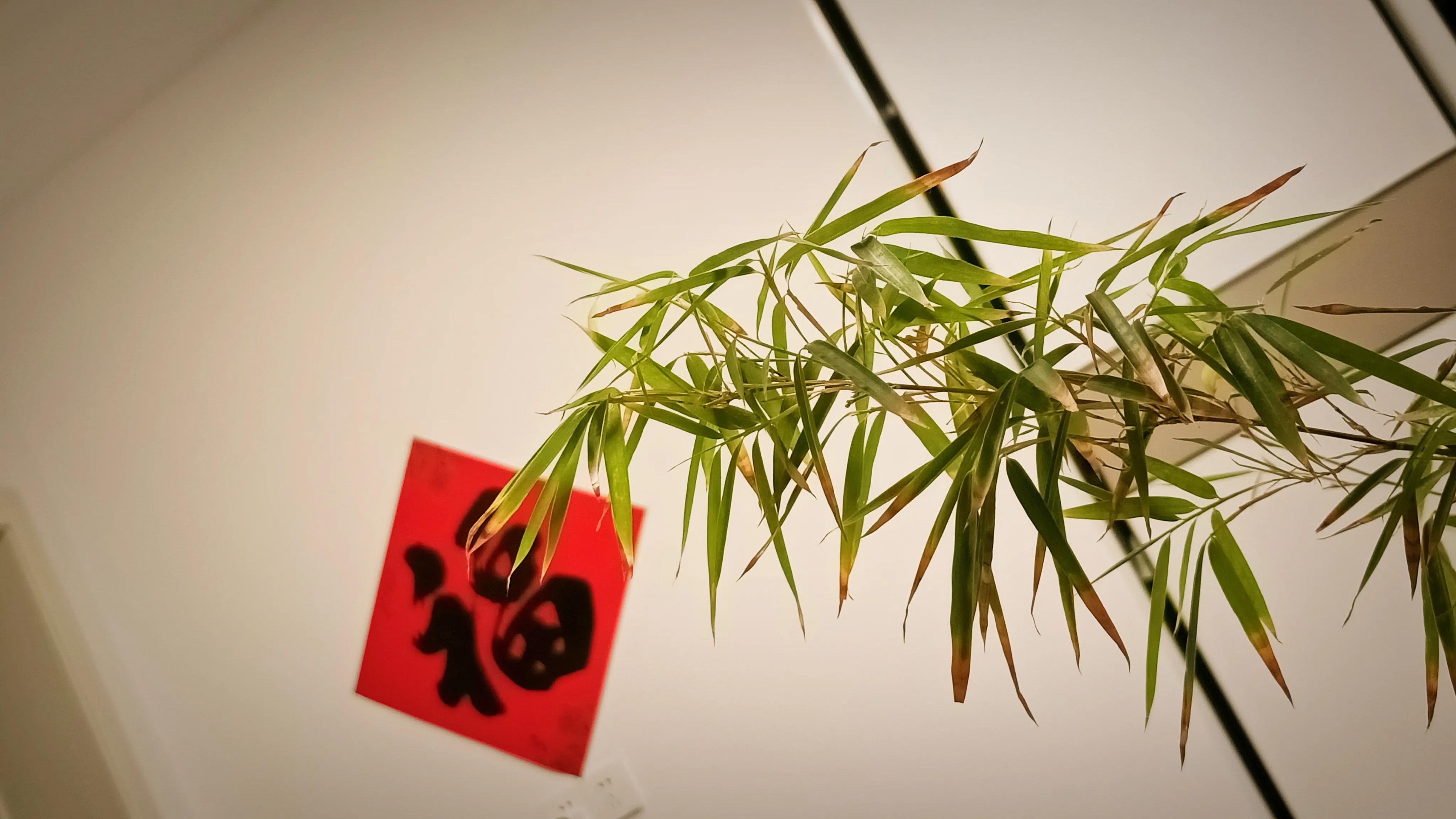 家中的四季常青竹 br>        div align=