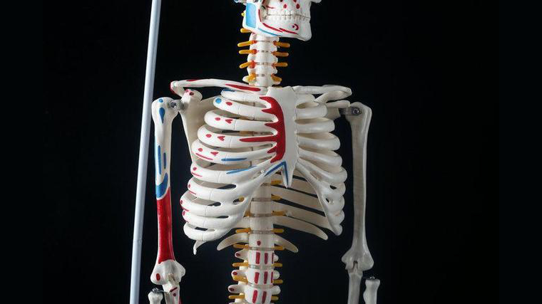 人体有365块骨头图片