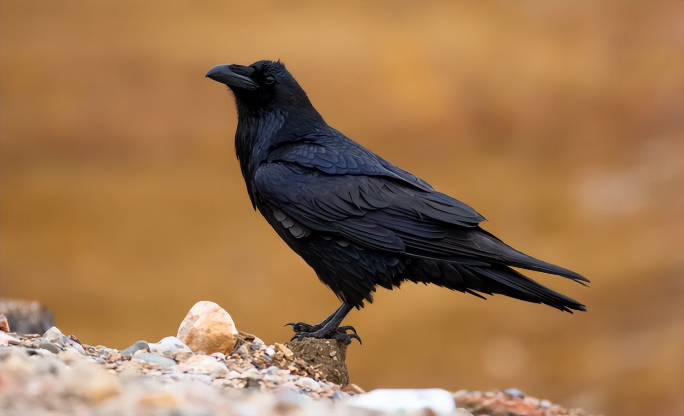 从神鸟到孝鸟,最后沦落为恶鸟,乌鸦的悲剧为什么发生在宋朝?