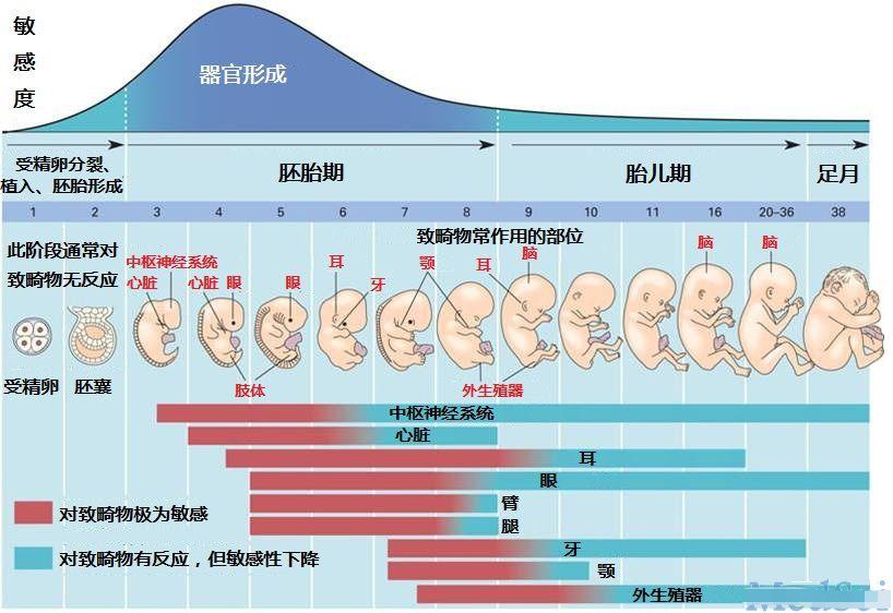 一张图带你了解受精后胎宝的发育,孕妈早清楚避免畸形发生