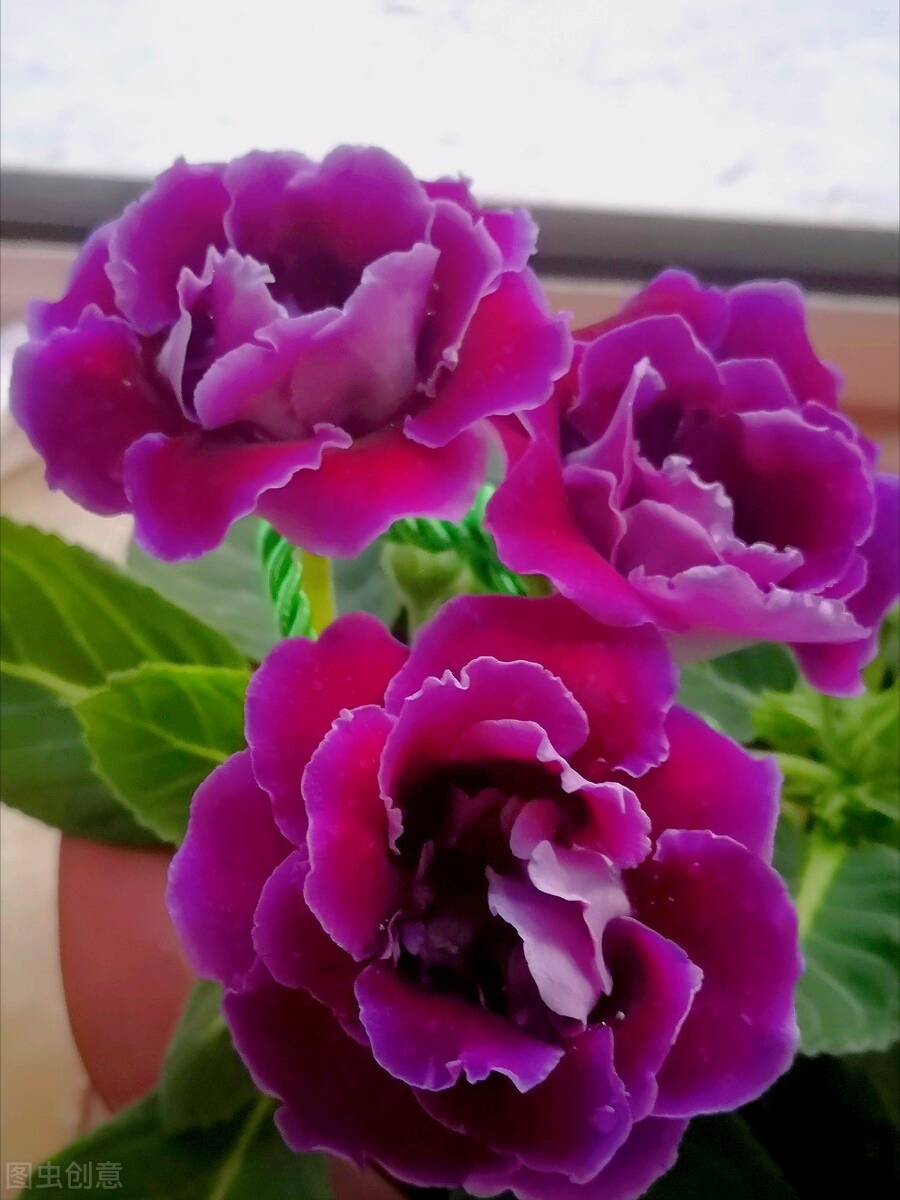 一花一深爱，十里春风花盛开，时光岁月最深情，素心从容笑如花