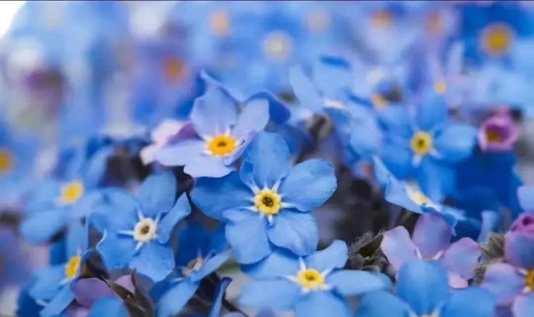 关于鲜花的文案 | 每一朵鲜花都有属于自己的花语