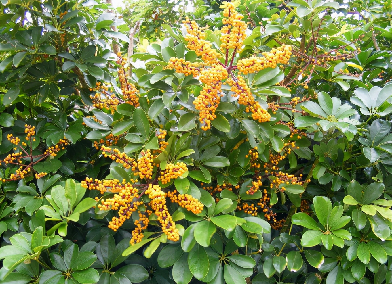 被誉为 招财树 的鹅掌柴 居家盆栽该注意什么 佳辰