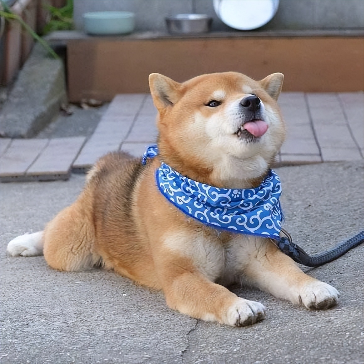 会打游戏的柴犬(哆哆同学:会打游戏会杂技,狗子修炼"成精,堪称狗界