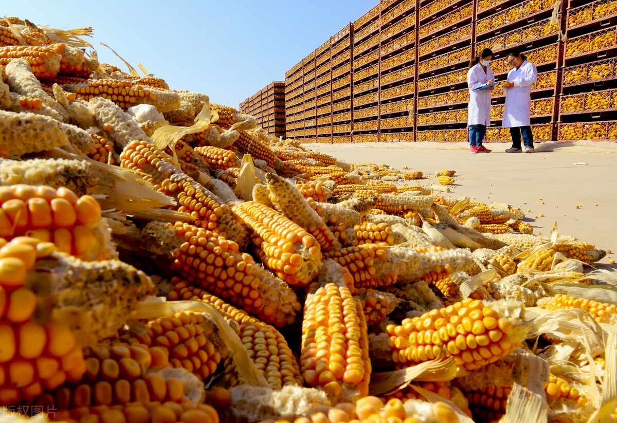 大成玉米今日价「今日玉米价一斤多少钱」