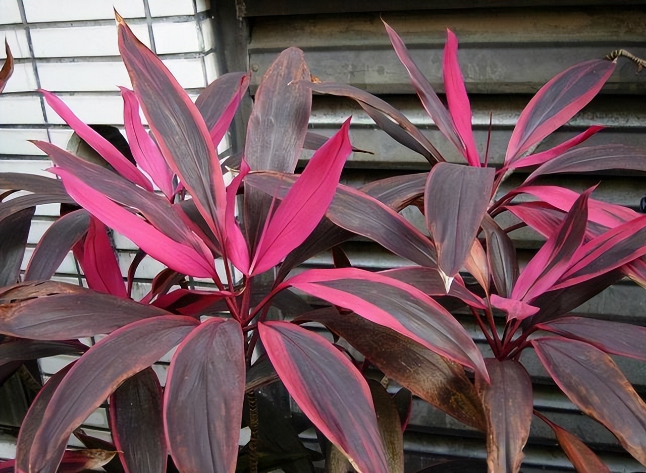 6种彩叶植物，养眼添姿彩！祛除异味有特效，好养还省心