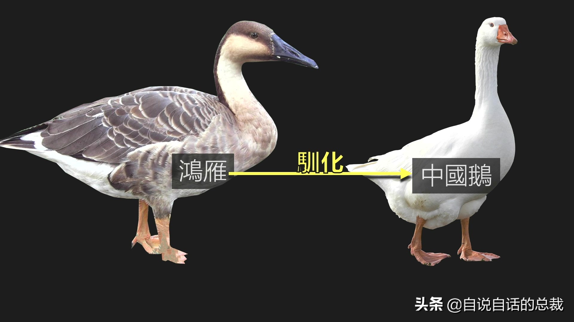 为什么动物都怕鹅？有鹅的地方没有蛇？大鹅的真实面貌超出你想象