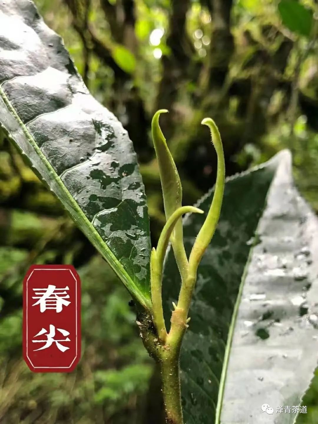 春风十里，不如杯中有你！古诗里的春茶竟然这么美