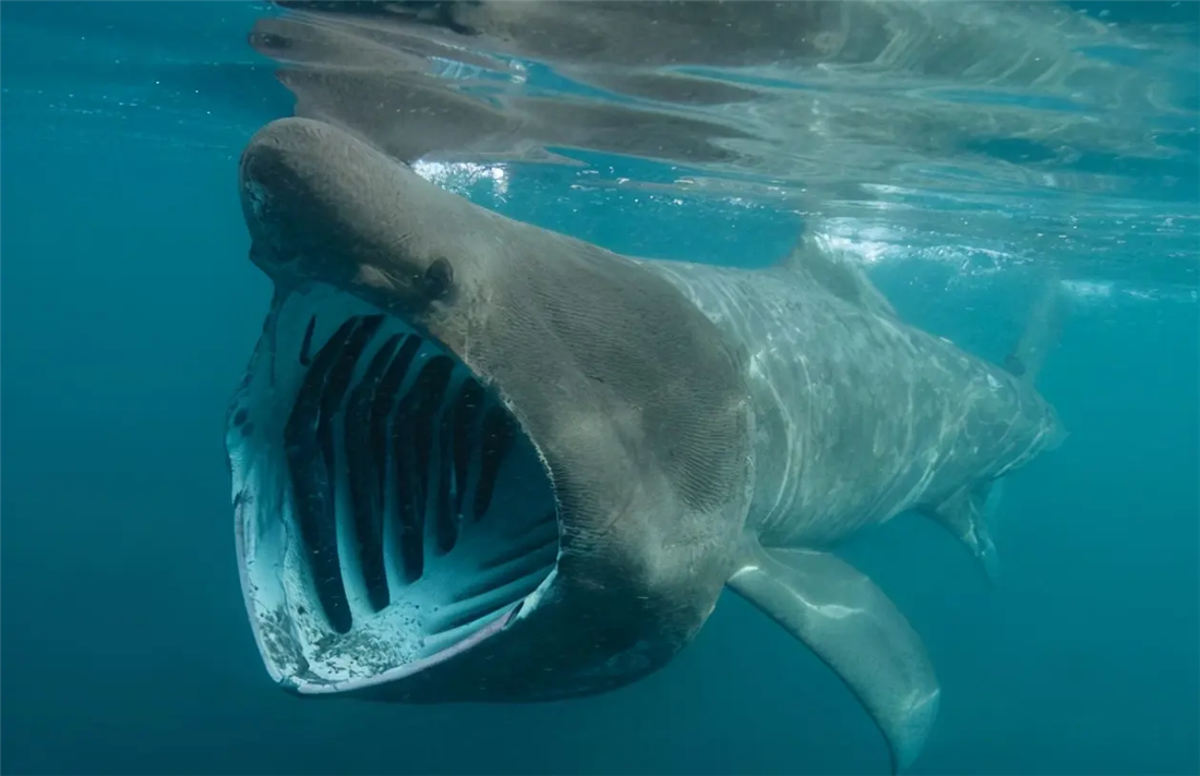 5米宽的大嘴,50排细牙!一吨多重的巨口鲨到底是如何觅食的?