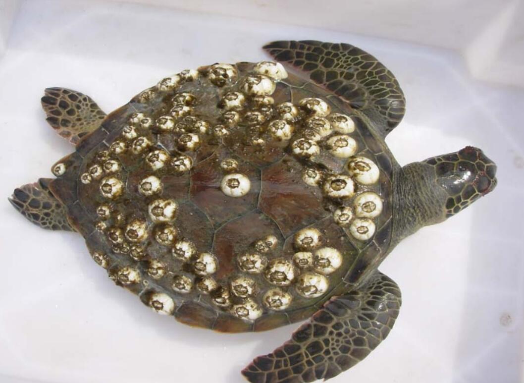 藤壶是什么东西 藤壶会吸在人身上吗-百科叔叔