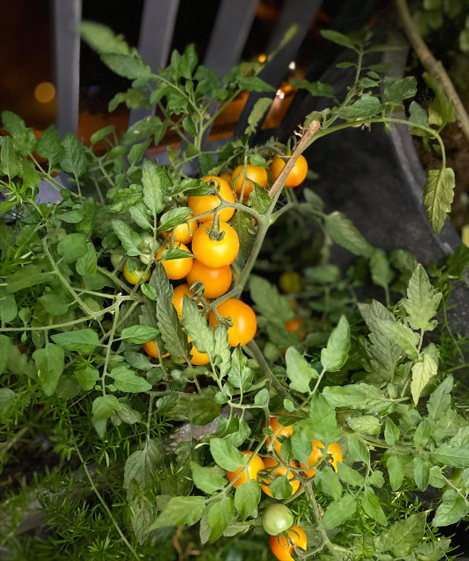 女厂长利用100平方米露台，投资3000块钱，种植了各种干净蔬菜