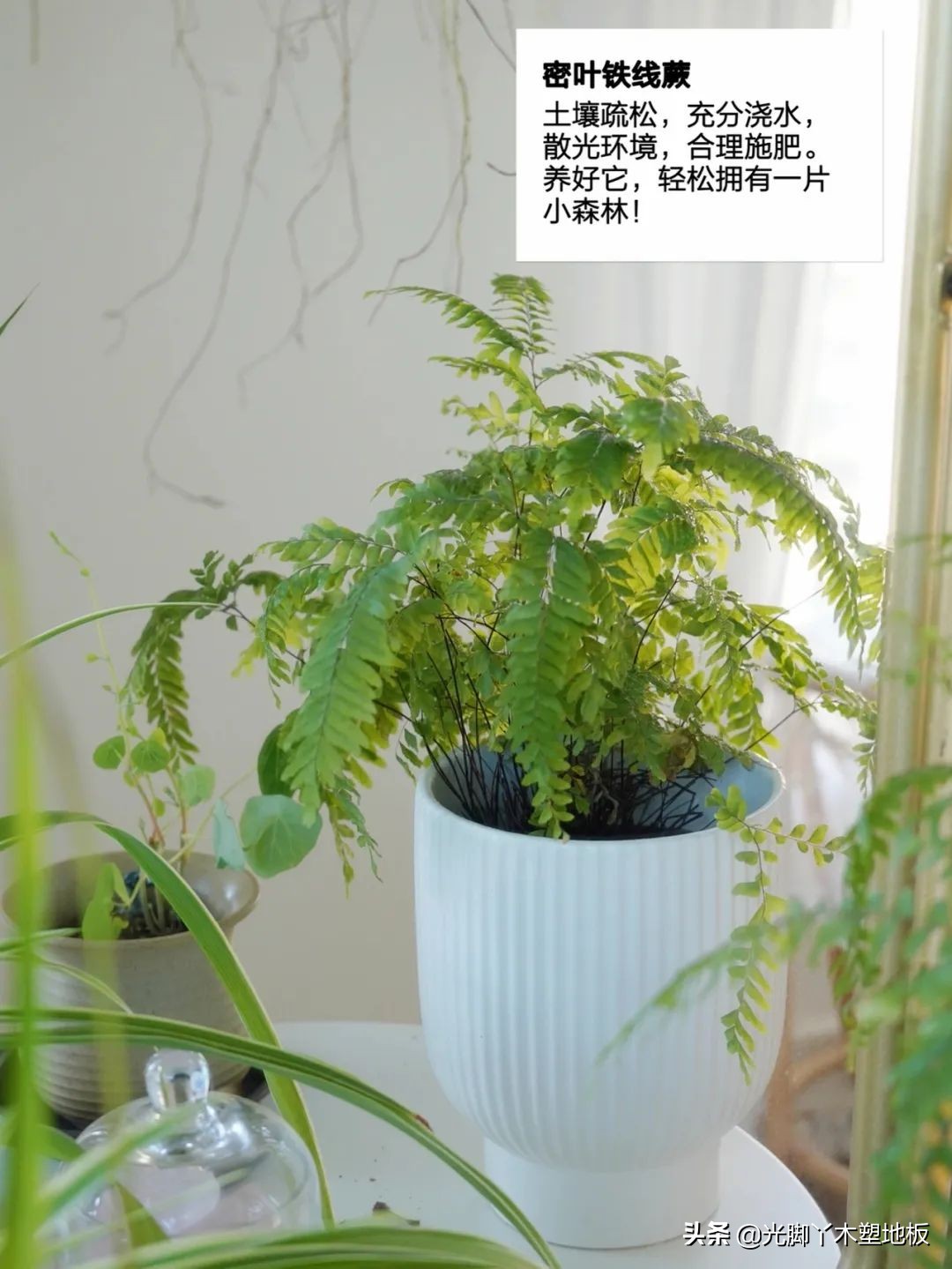 花5000块，把14㎡阳台变成一个小花园，小小的改变感受大大的幸福