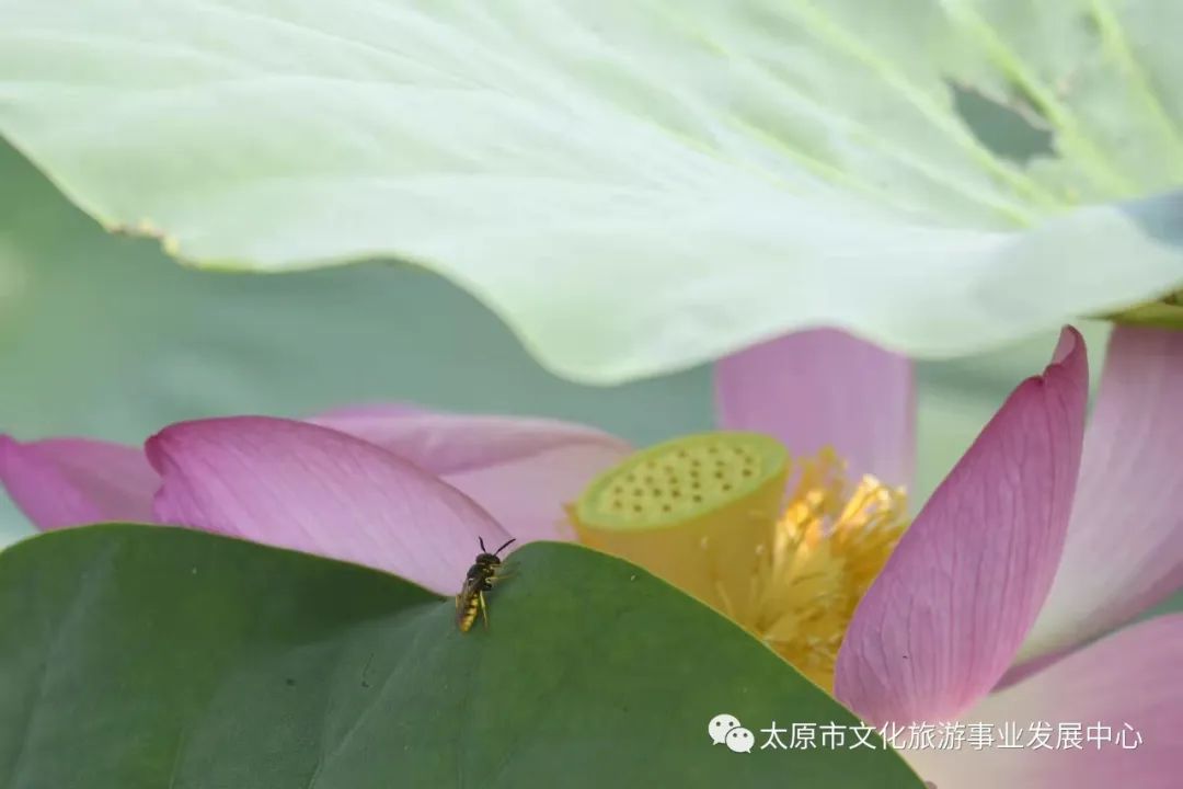 线上展览|“山河春意 锦绣太原——花的世界”主题摄影线上图片展（二十一）