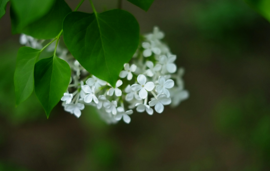 又见丁香花开时，十首丁香花的诗词，在古诗词里欣赏美丽的丁香花