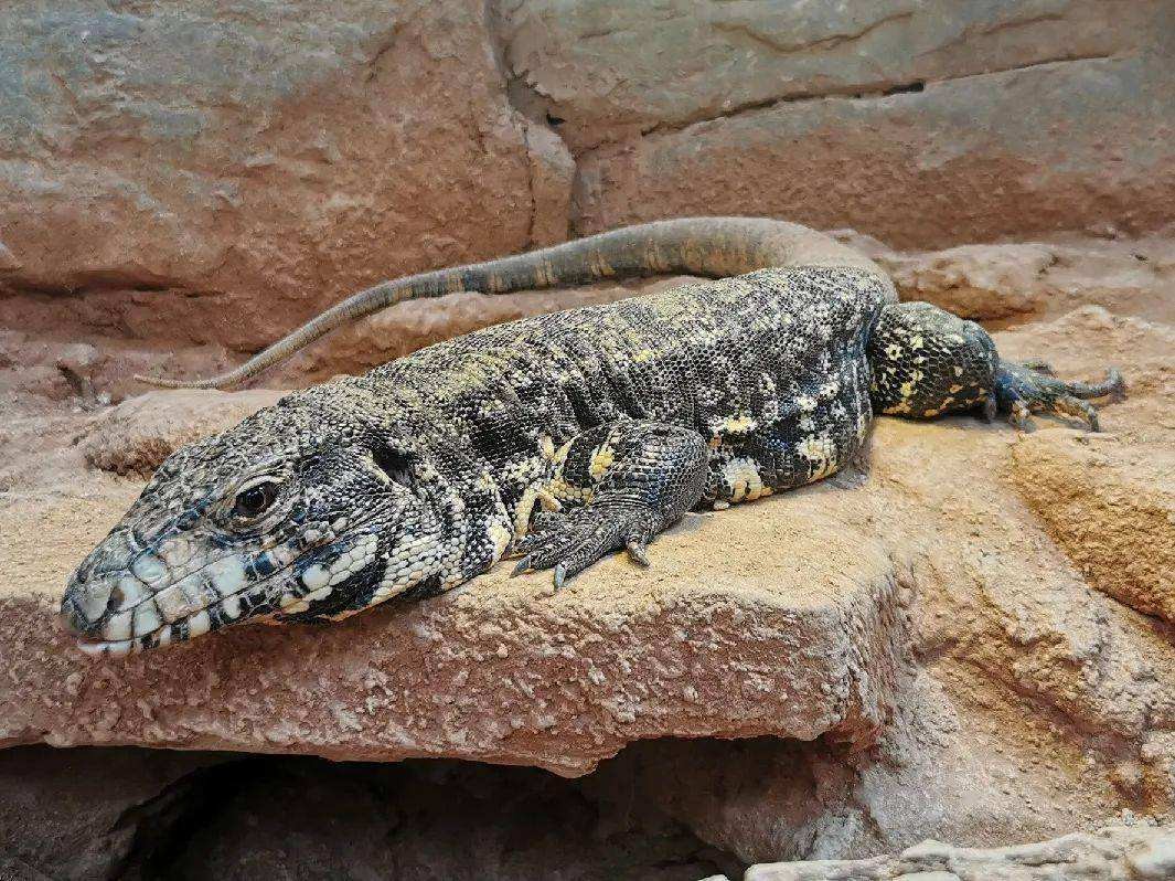 圆鼻巨蜥虽然是一种水陆两栖动物,喜欢呆在水源旁边,这里的水源没有