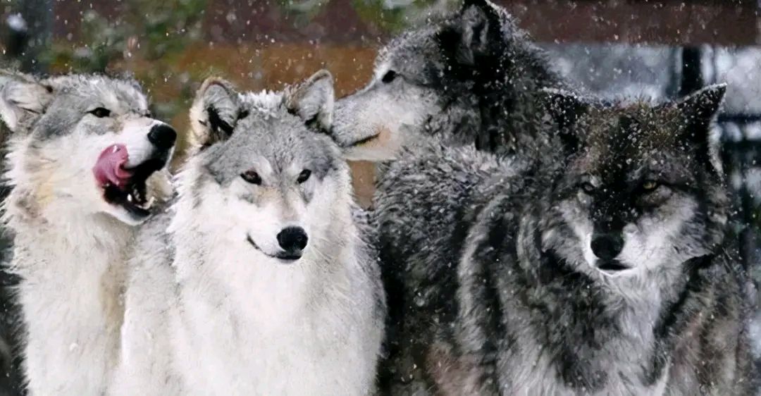 小羊和狼的故事图片图片 _飞翔号