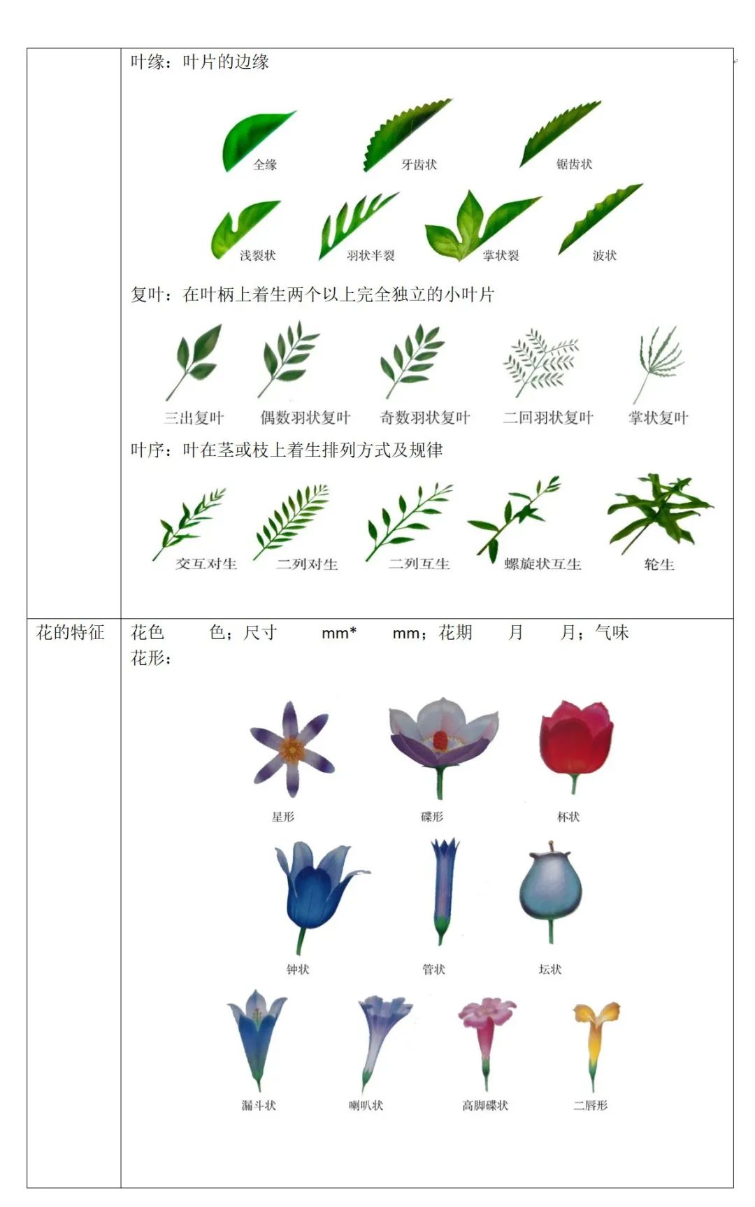 幼儿园花朵观察记录表图片